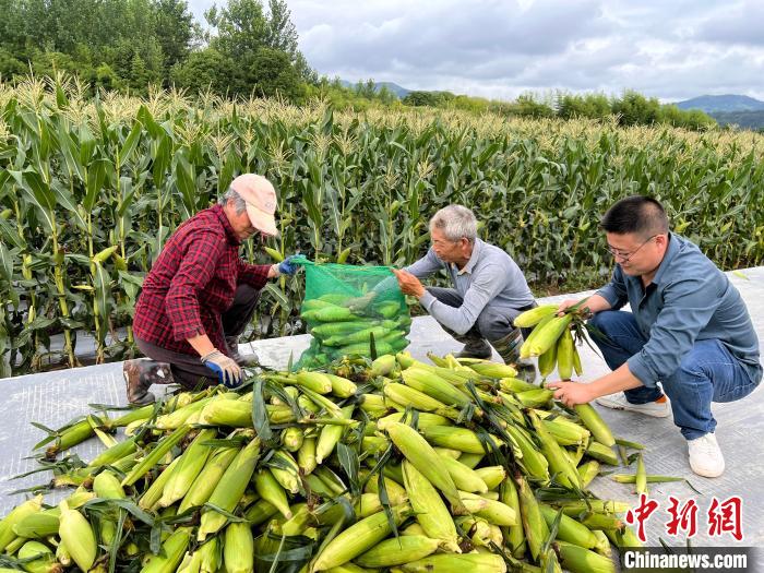 棠樾村村民采收玉米。　潘成 摄
