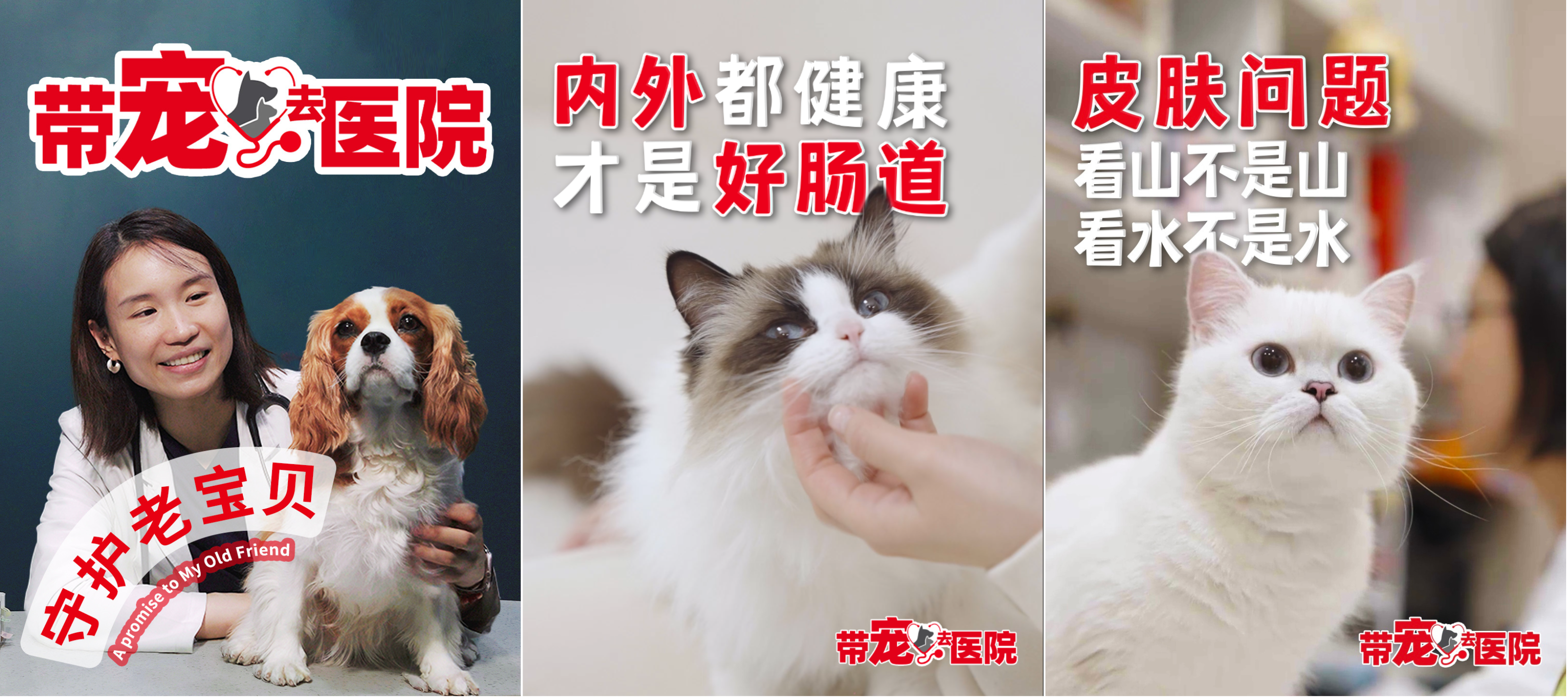 10. 皇家推出宠物健康问题系列科普短视频.png