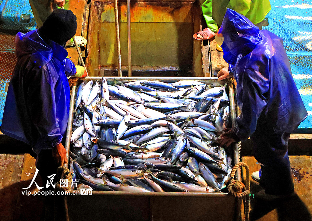 浙江玉环：渔获丰收